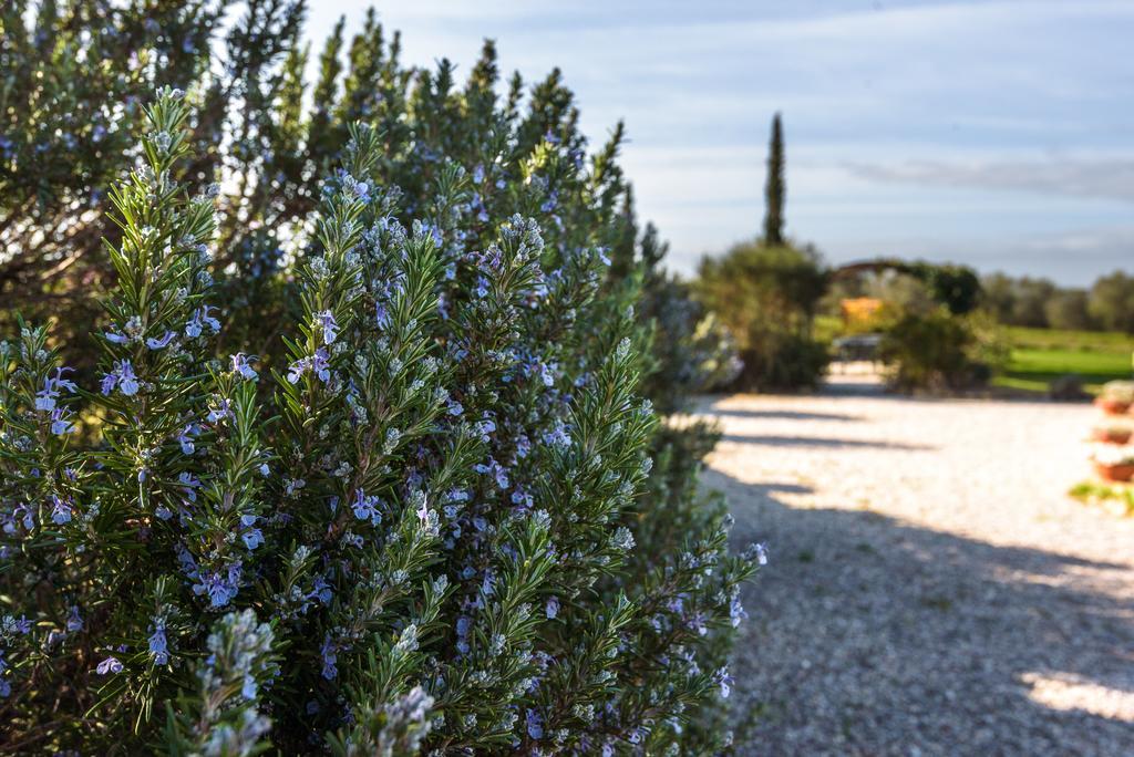 Agriturismo Il Macchione Pienza Eksteriør bilde